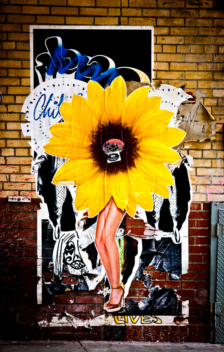Sunflower I New York 2011